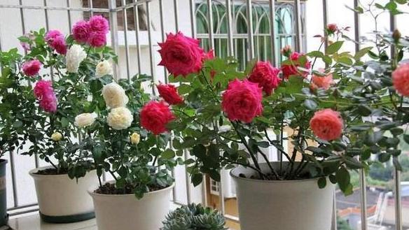 「杀菌消毒」花卉绿植老黄叶烂根怎么办?给它''喂点药'',叶片绿根须粗壮