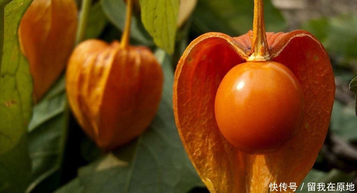  「沙棘果」农村渐渐消失的7大野果，越来越稀罕、难得，有的已经