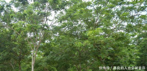 农村有一种树，价格昂贵超过紫檀，可惜已经很少了