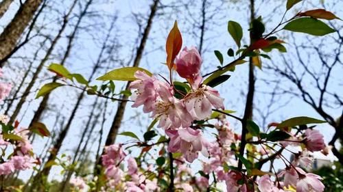  『润燥』今日上海春雨润燥，明天最高气温猛升5℃！下周四最高冲24℃