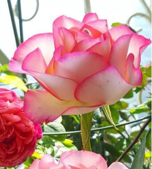 「开花」“5种花”好养又漂亮,养上一盆,高端大气上档次,而且寓意好!