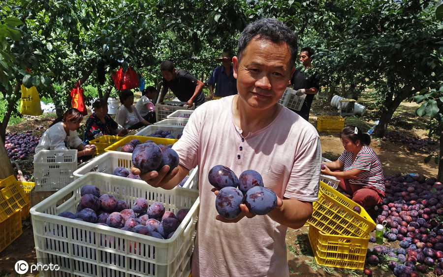 陕西李子滞销烂满地，7毛钱一斤无人收，农民伯伯都急哭了
