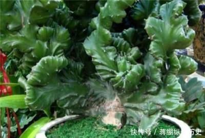  【植物】植物麒麟什么季节换盆