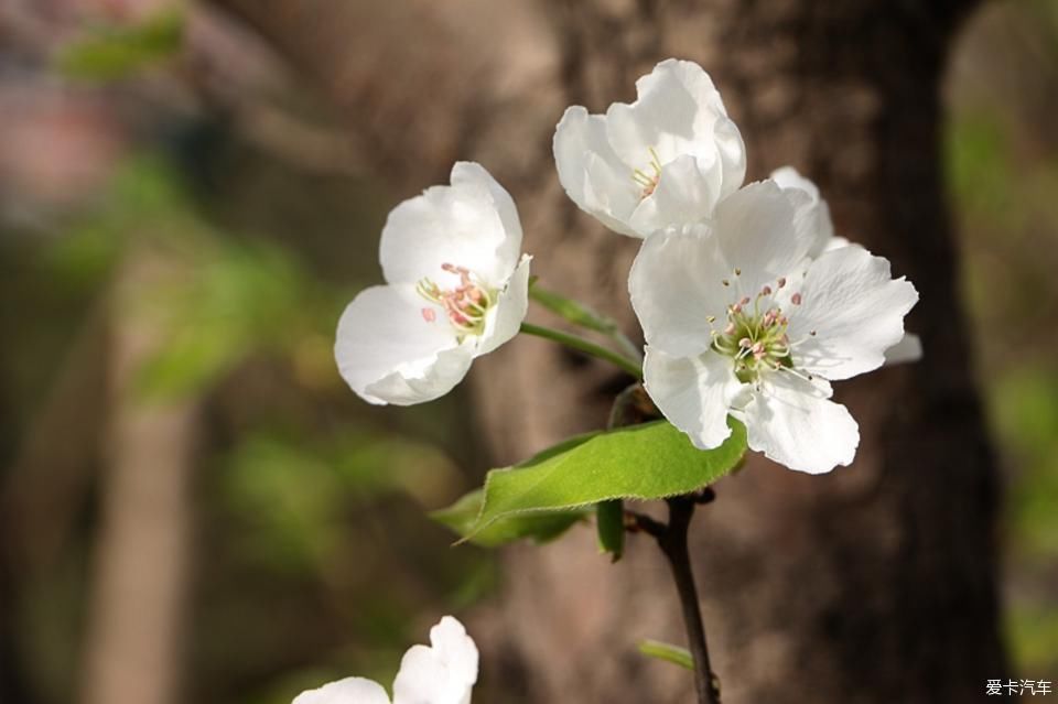  【梨花】【春龙】那年梨花盛开时