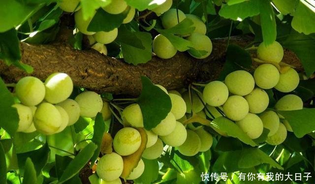 人说它@白果黄叶，银杏果掉了一地，有些人捡回家“大补”，你可别上当！