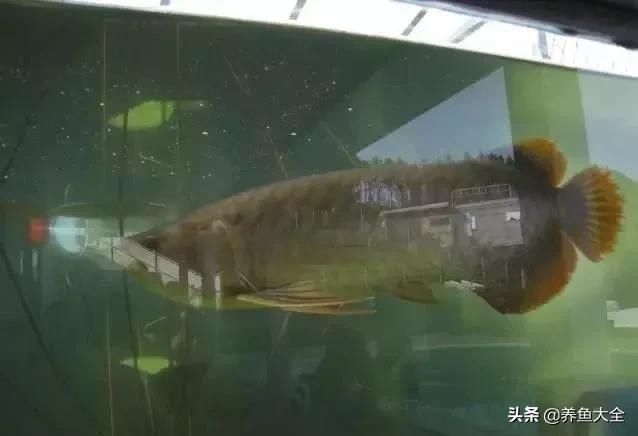  「漂亮」这么漂亮的龙池，竟然用3个垃圾桶做过滤？