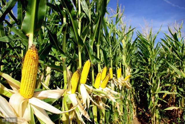 怪事：玉米地里长的玉米笋，农村人拿它喂猪，城里当美食还很抢手