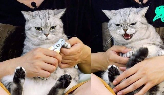  #不瞒你说#不瞒你说，这6种东西对猫咪来说是“克星”，会让它很害怕