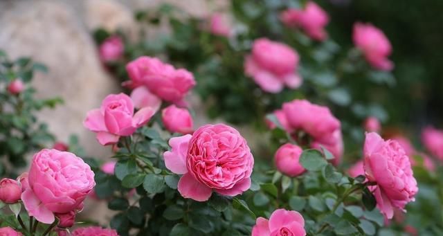 彩色马蹄莲|3种花适合家养,花朵硕大四季开花,客厅养一盆,好养漂亮上档次