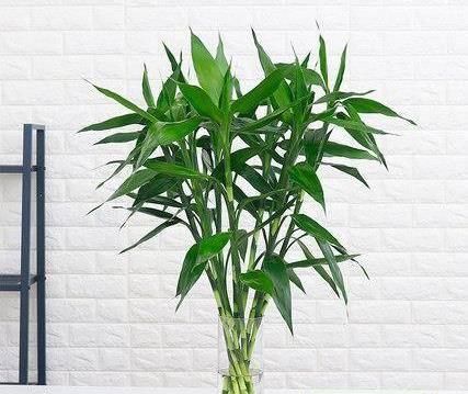  【富贵竹】聪明人养花，都养4种花，好人养花，花也养人
