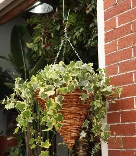  『祛除』卫生间有“臭味”，这3种绿植，堪比空气净化器，有效祛除异味