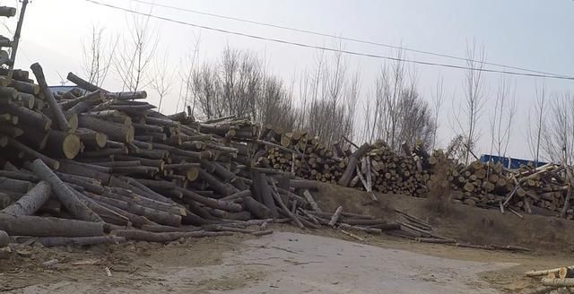 农村创业项目，杨树加工，一年买车买房娶新娘