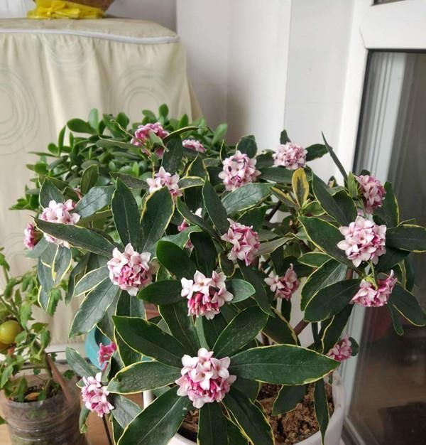  【种植】最芳香的花，花开一朵，满室飘香，花期长，种植简单，是盆栽佳品