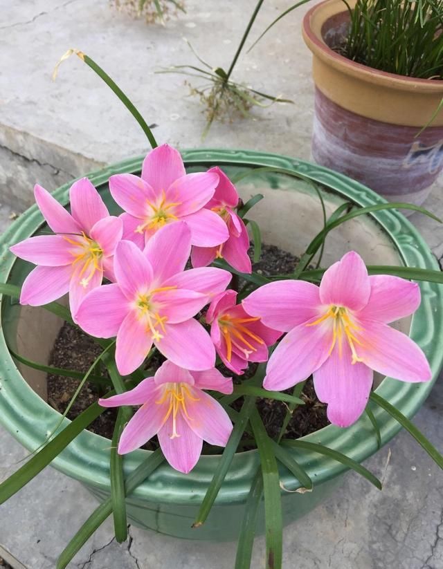  『漂亮』皮实又便宜的“3种花”，就养它，动不动开爆盆，耐晒漂亮