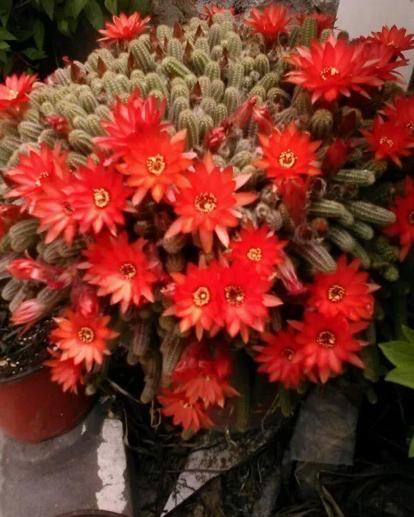  「还要」4种仙人掌植物“爱开花”，一开一大片，比蟹爪兰还要好看！