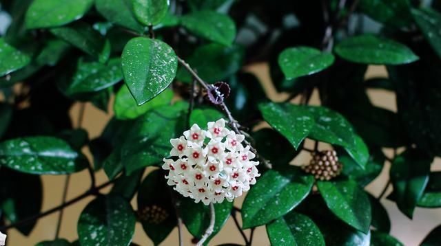 盆栽@想要盆栽爬藤花卉？试试花开繁盛、几天就能爬满窗的球兰花！