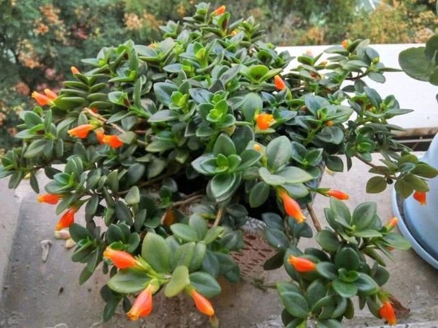  『挂在阳台』家里有4种花，吊起来养“最漂亮”，长得旺盛，就像花窗帘