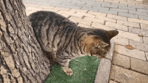  「南湖中央」武汉无疫情小区居民可以下楼了！记者现场探访