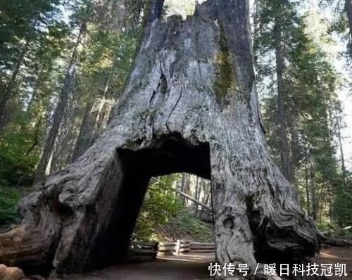  『悲惨』世界上最“悲惨”的树，被掏空修建公路，寿命却只保持了130年