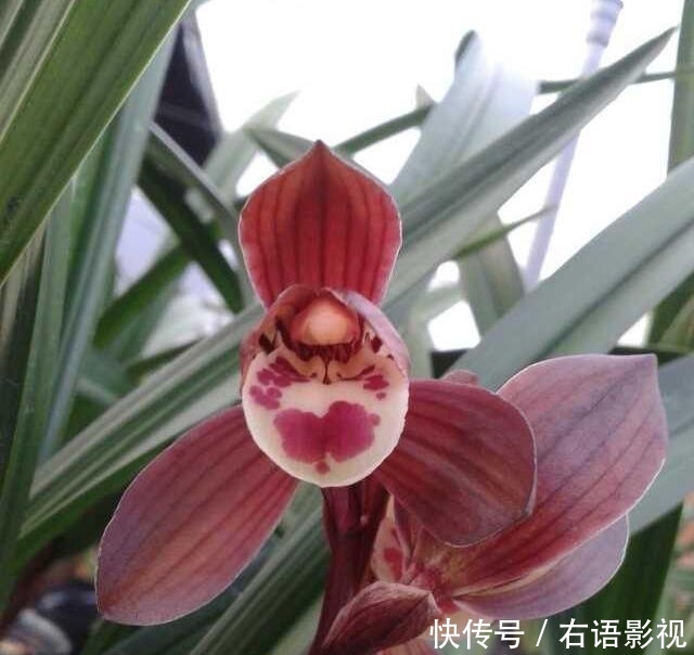 #家里#此花人称“朵朵香”,养护简单爱开花,家里放一盆,满屋花香飘!