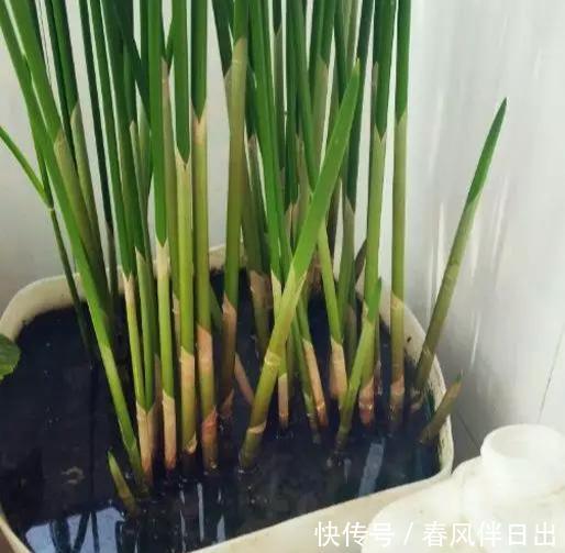  『马蹄莲』如果你不知道怎么浇水，就养这3种花，天天浇水也淹不死