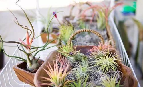  附生植物：植物能“自由”成什么样？教你几种“不要土”的附生植物...