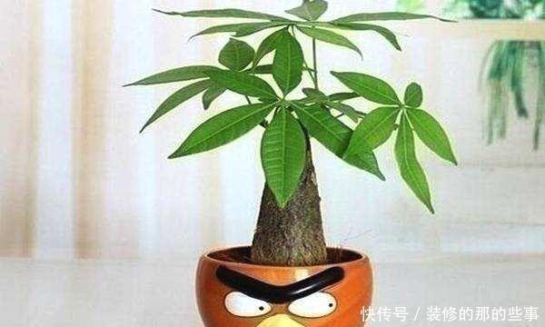 『富贵花』喜欢养花就养此3种富贵花,花开之后财源广进,挡都挡不住!
