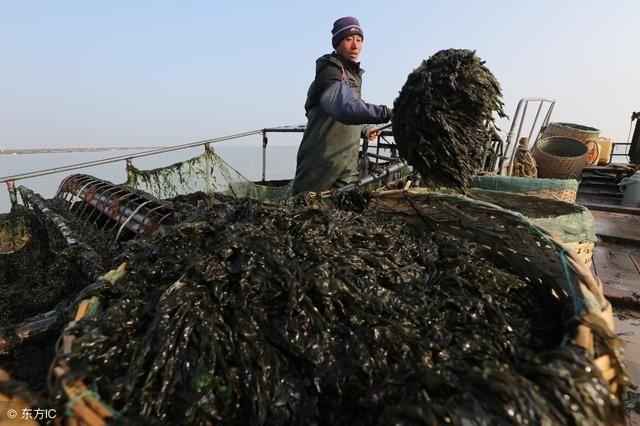 2017年十大谣言之--“耐撕”紫菜是塑料做的