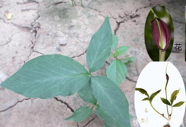  杂草■农村有那么多的野生中药，为什么却没有人去采摘？