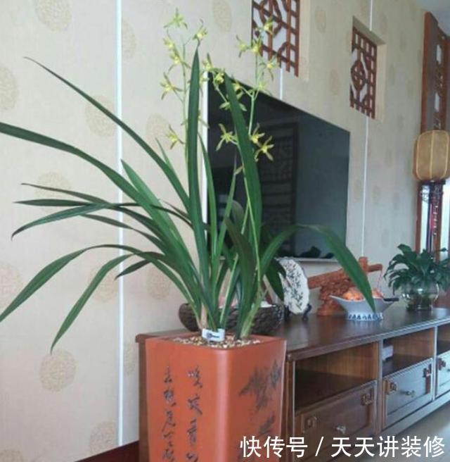  室内@书房盆栽绿植选什么好？此4款好看又好养，摆在室内对健康有益
