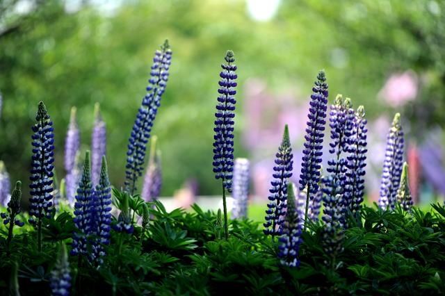  『花展』2020上海（国际）花展开幕