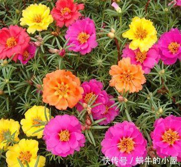『值得』喜欢养护漂亮的花卉,就选择“3”种花卉,开花量大,值得拥有