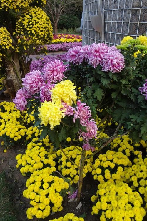  『树状』喜欢菊花，就养盆“菊中珍品”树状菊，似游龙翱翔，群芳争艳！