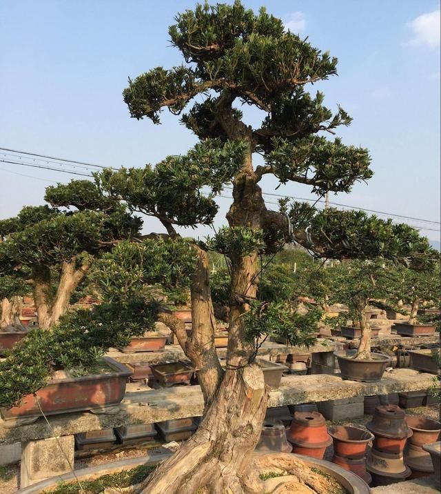  [帮忙]罗汉松盆景叶子变黄了,大家帮忙看看,这是怎么回事,该怎么办?