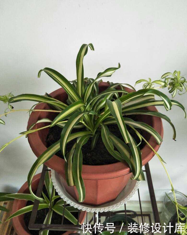  家里：家里养盆卷叶花，光照越强叶子越卷，真有趣