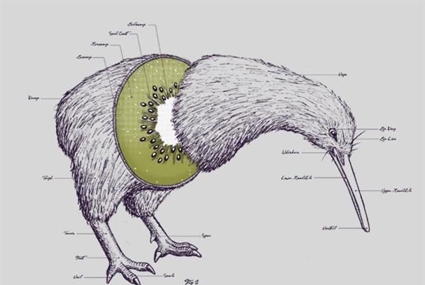  [猴桃品种]奇异果=学成归国的猕猴桃？