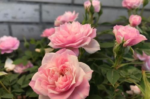  红色：喜欢养花，推荐此4款，花色艳丽灿烂无双，花香幽香暗淡