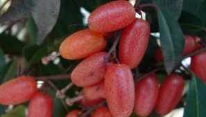  羊奶果|农村娃经常吃的这种野果，如今已经涨到30块一斤，种植它错不了