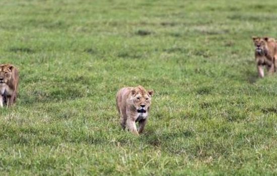  「随后」雌狮欲猎杀大水牛，随后发生的却令人哭笑不得