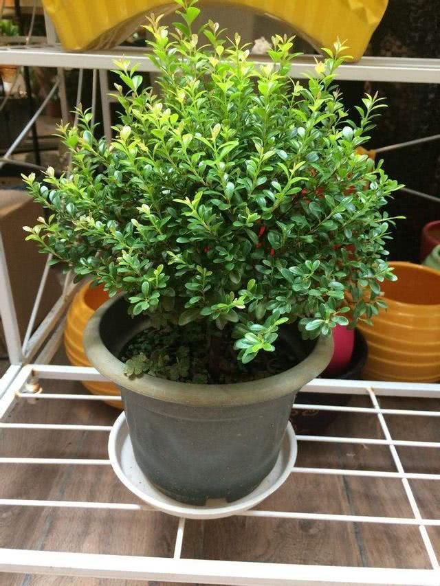  『品味』养了3种盆景树，品味高好打理，开花飘香沁人心脾