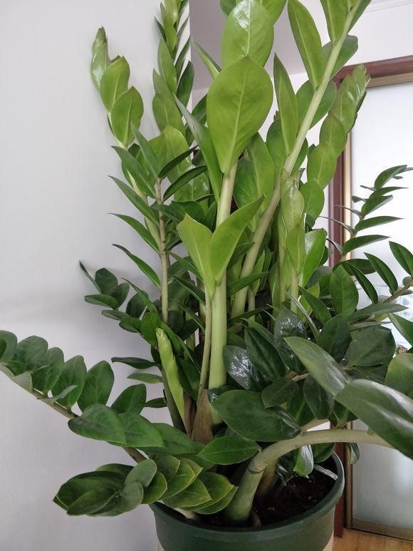 养了好多年的金钱树,被我妈一盆水浇死,丢在门