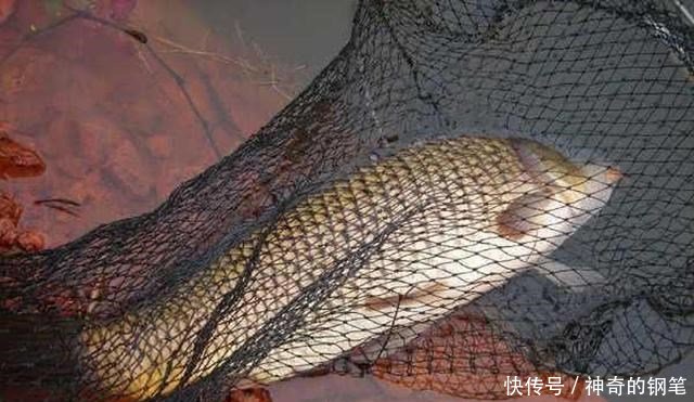  『谈谈』从钓获这条金鳞红尾的野生鲤鱼，谈谈我钓鲤鱼的经验，重点在窝料