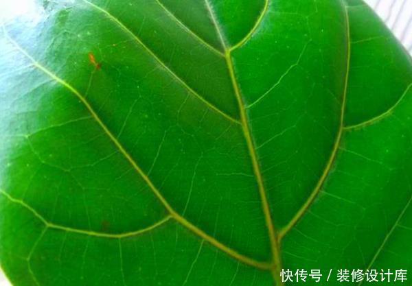「家里」这3种树养在客厅“档次高”,镇宅又旺财,还能净化家里的空气!