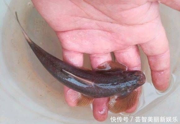  「偶遇」长江上游垂钓，偶遇了两位捕鱼人，于是便有幸见到了这种神奇的鱼