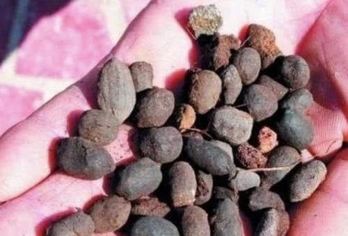  臭料：山坡下的1种“臭料”，别嫌它“脏”，收集回家养花，变成缓释肥