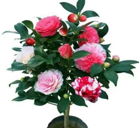 #养花#喜欢在家中养花,就来看看3种花卉,花期长,花朵高雅美丽,漂亮