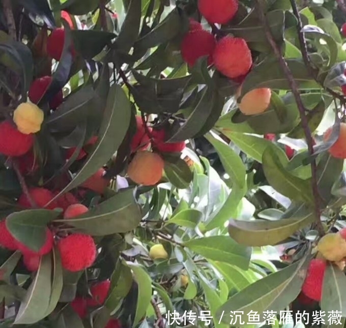  杨梅■想吃“杨梅”？?在家种1棵，红彤彤的果子挂满树，全家人都够吃
