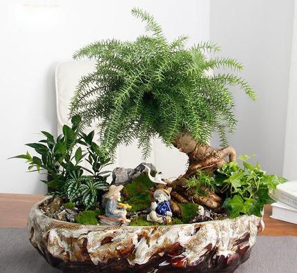 「土壤应保持」澳洲杉,株型美观,盆栽要如何管理呢?