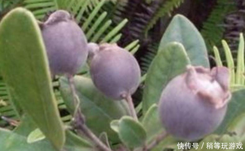 农村地里正在消失的零食，图2比甘蔗还甜，图4如今想找都困难！