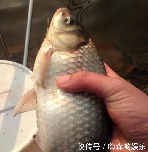  [子线]钓鱼经常缠子线该怎么办？教你3招，完美解决子线缠绕难题